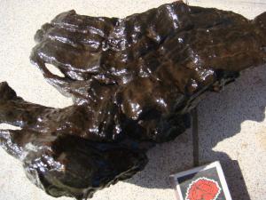 gallery_10001_838_97234.jpg
