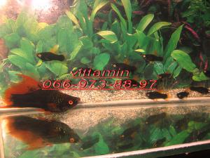 gallery_17284_1943_214214.jpg