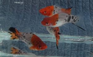 gallery_15909_1185_75659.jpg