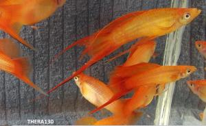 gallery_15909_1961_62469.jpg