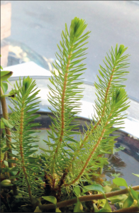 gallery_21917_1643_153745.png