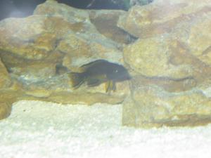 gallery_28322_1971_1302247.jpg