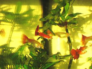 gallery_18679_1981_648489.jpg