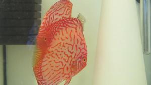 gallery_29246_1986_20111.jpg