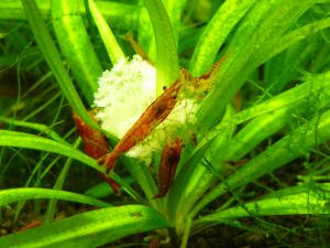 gallery_18757_1151_138942.jpg