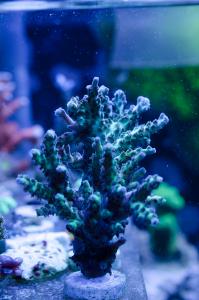gallery_7405_2015_156145.jpg