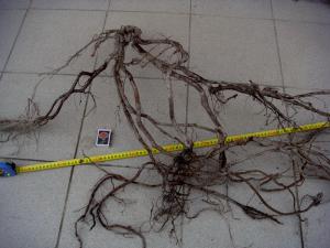 gallery_10001_838_174247.jpg