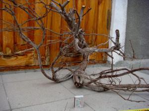 gallery_10001_838_239572.jpg