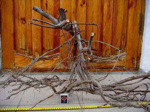 gallery_10001_838_96316.jpg