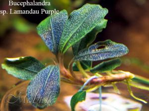 gallery_17686_2020_61898.jpg