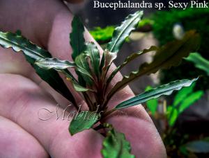 gallery_17686_2020_87875.jpg