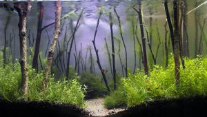 gallery_25738_2030_822324.jpg
