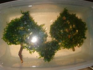 gallery_25364_2040_46983.jpg