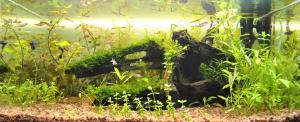 gallery_12868_2058_784795.jpg