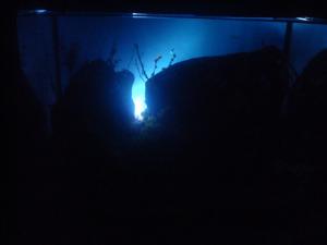 gallery_25364_2040_161904.jpg