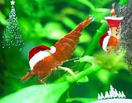 gallery_1522_467_8238.jpg