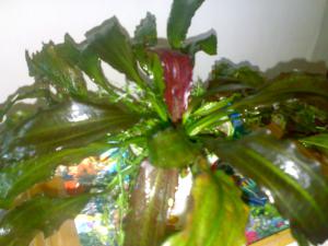 gallery_24820_2078_160753.jpg