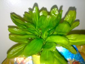 gallery_24820_2078_224626.jpg