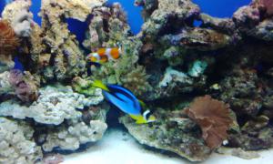 gallery_11974_1022_686644.jpg