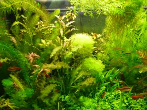 gallery_23790_2102_372068.jpg