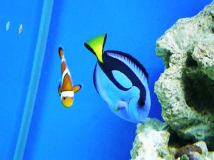 gallery_11974_1022_150296.jpg