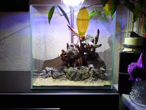 gallery_21242_2114_1123242.jpg