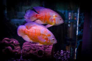 gallery_8035_400_77262.jpg
