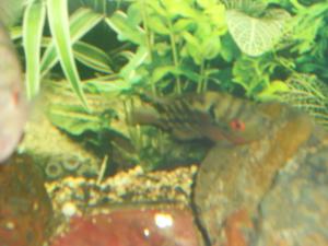 gallery_30970_2133_4159481.jpg
