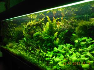 gallery_32071_2165_2631400.jpg