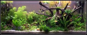 gallery_17993_2169_1702734.jpg