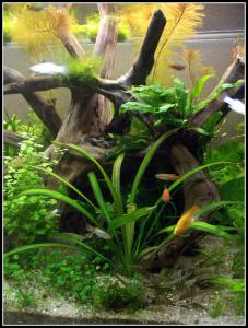 gallery_17993_2169_7264205.jpg