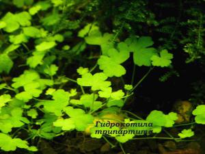 gallery_23803_2178_58371.jpg