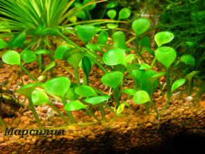 gallery_23803_2178_88666.jpg