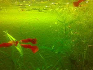 gallery_17653_2190_113461.jpg