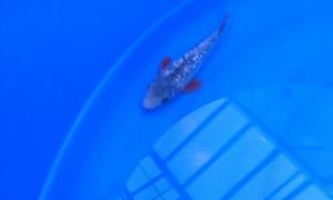 gallery_32380_2186_120086.jpg