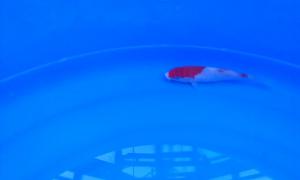 gallery_32380_2186_247820.jpg
