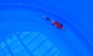 gallery_32380_2186_32697.jpg