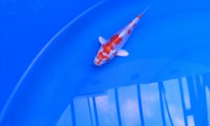 gallery_32380_2186_370657.jpg