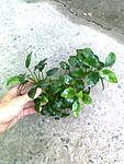 gallery_33075_2224_166.jpg