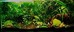 gallery_33075_2224_1956.jpg