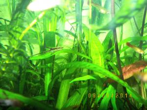 gallery_17653_2227_99460.jpg