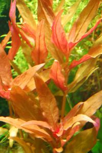 gallery_26790_2228_234781.jpg