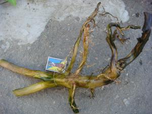 gallery_10001_838_139797.jpg