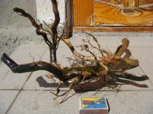 gallery_10001_838_193334.jpg