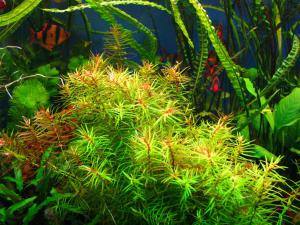 gallery_11069_2261_74144.jpg