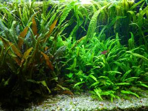 gallery_1664_1897_388609.jpg