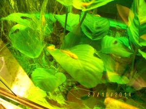 gallery_17653_2259_986832.jpg