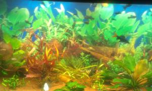 gallery_30089_2260_118131.jpg