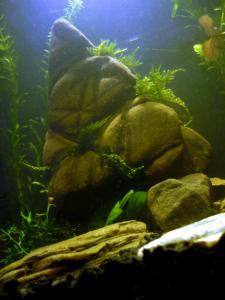 gallery_33939_2284_238015.jpg
