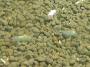 gallery_30331_2127_324814.jpg
